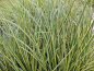 Preview: weißgestreifter Kalmus - Acorus calamus Variegatus